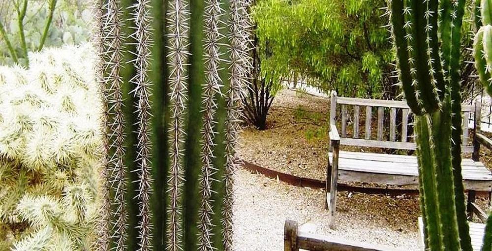 Catalina Park Inn Bed And Breakfast Tucson Exterior foto